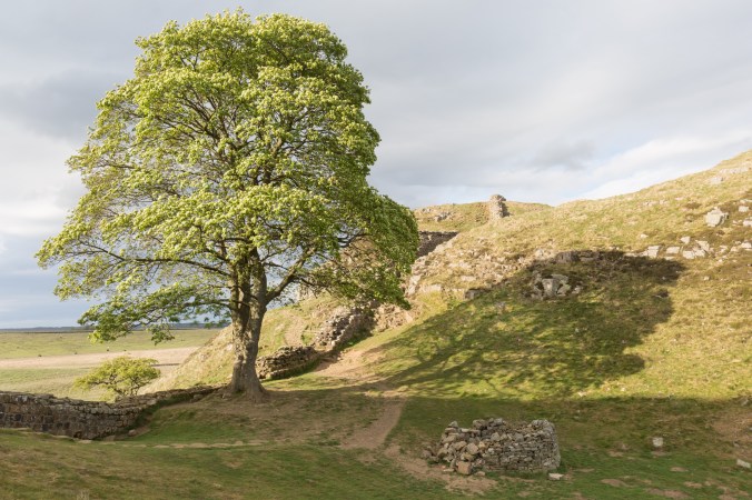 Robin Hood Tree (1 of 1)